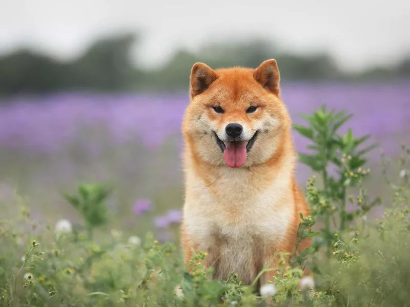 Gorgeous and happy red shiba inu dog sitting in the violet flowers field. Phacelia blossoms. Beautiful japanese dog