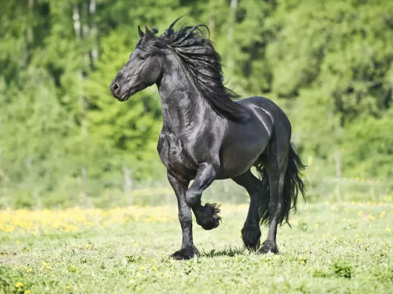 Black Friesian horse running