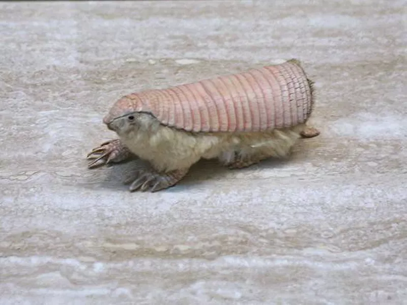 Pink Fairy Armadillo