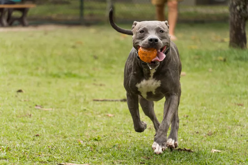 Pit bull dog playing and having fun in the park