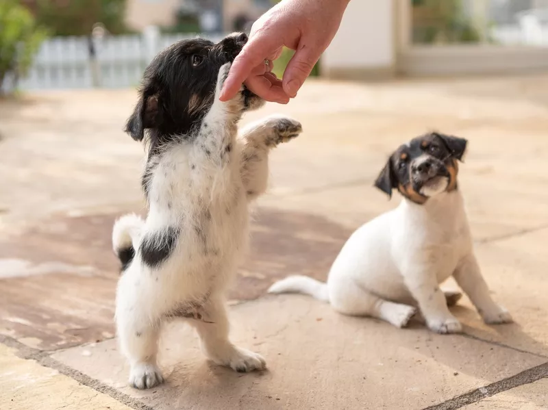 Cute tricolor Jack Russell Terrier puppies