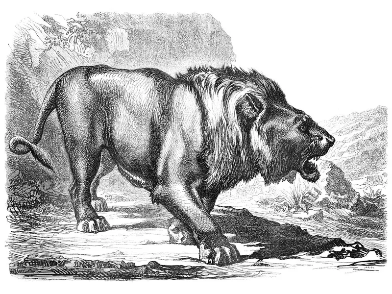 Male lion hunting in the desert illustration 1869