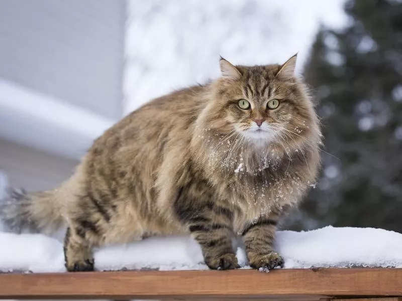 Siberian cat