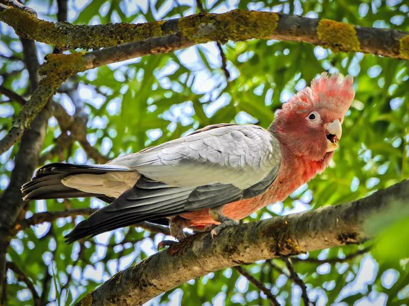 Galah Cockatoo