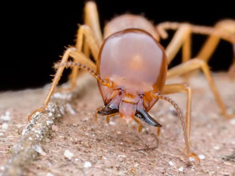 Macrotermas Bellicosus Termite