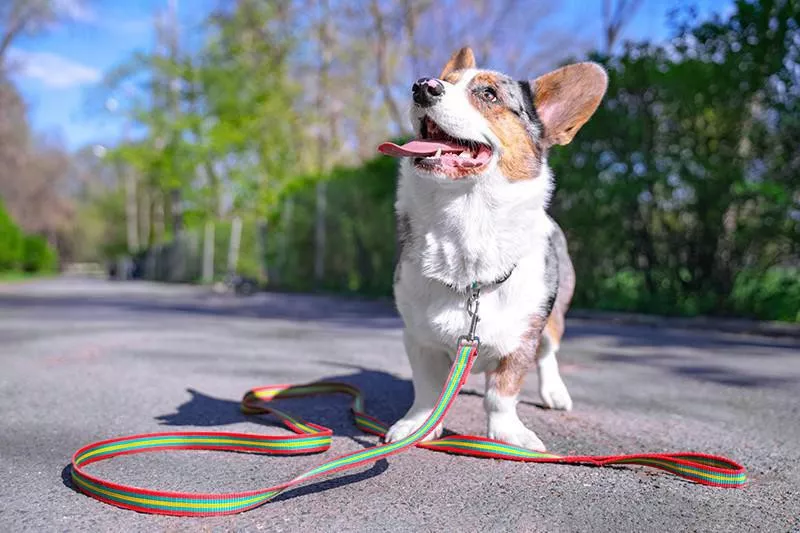 Pembroke Welsh corgi playing with leash