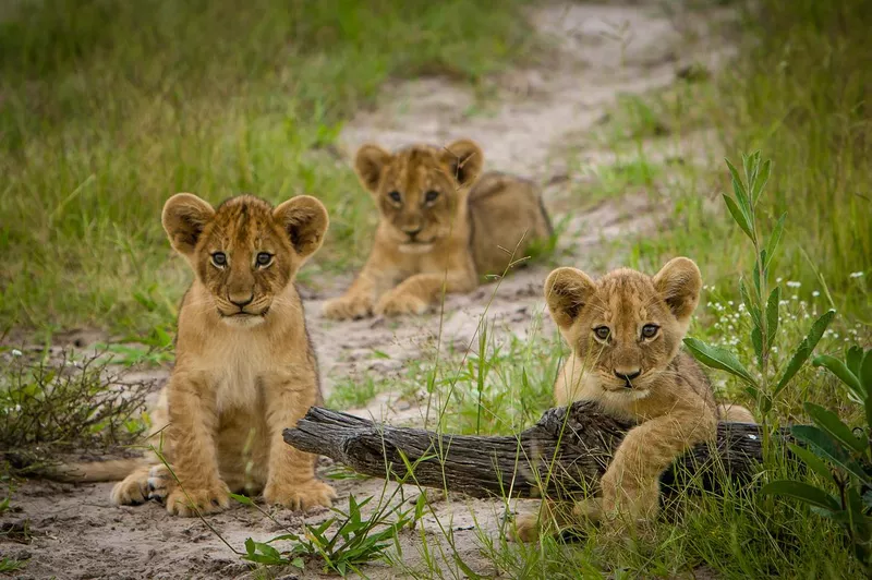 Lion cubs at play