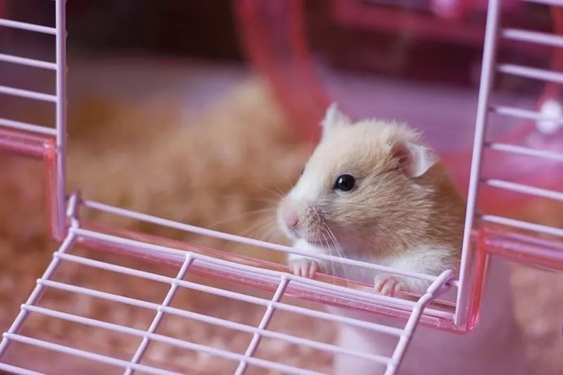 Hamster