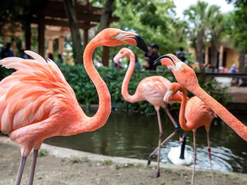 Flamingos in a zoo