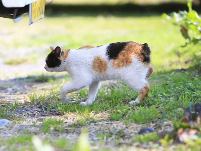 Stray Japanese calico bobtail cat