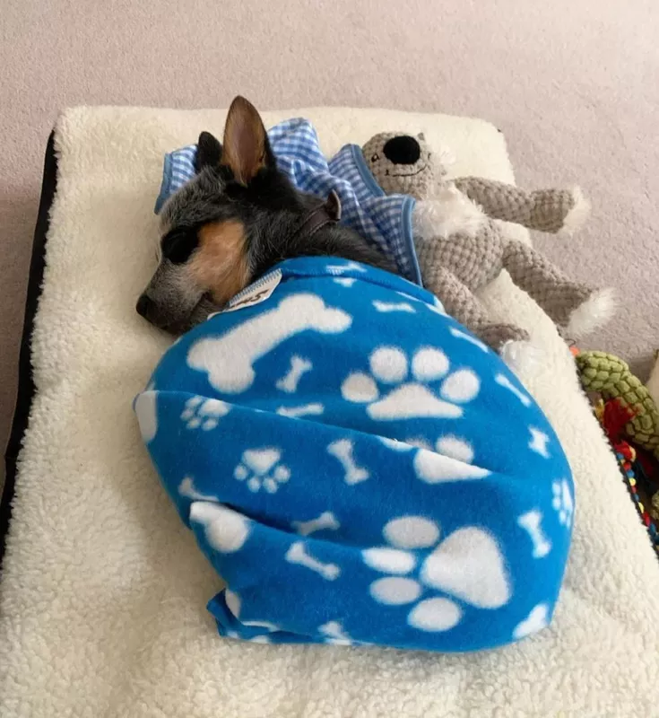 Cattledog puppy sleeping