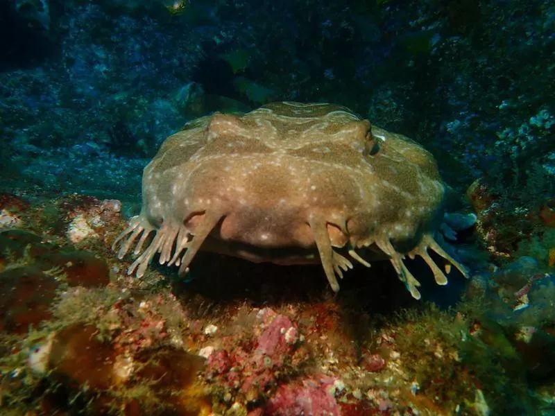 Tasselled Wobbegong