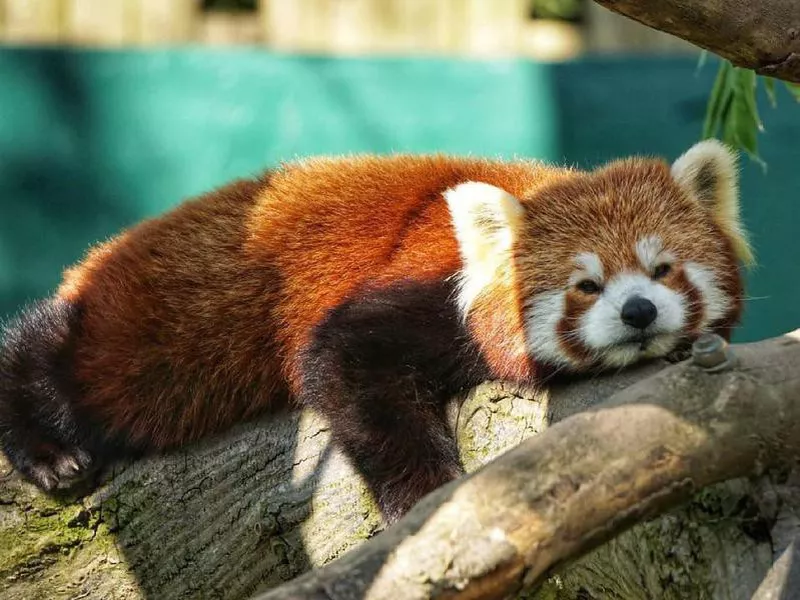 Animal resting the Dublin Zoo