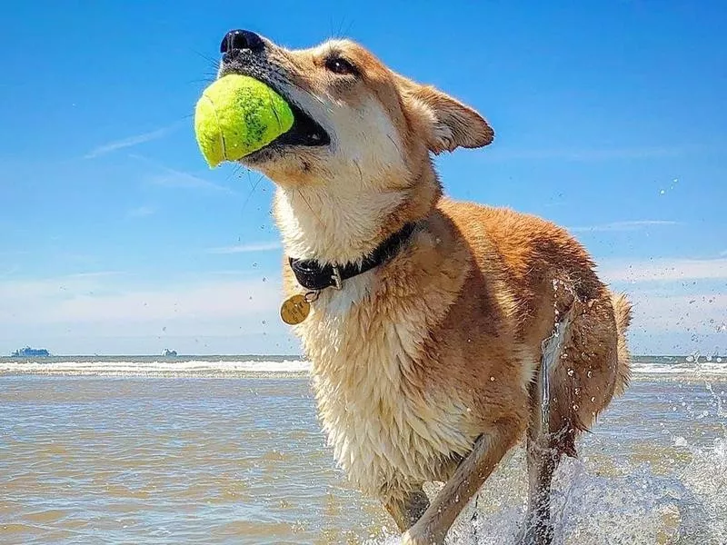 Carolina dog