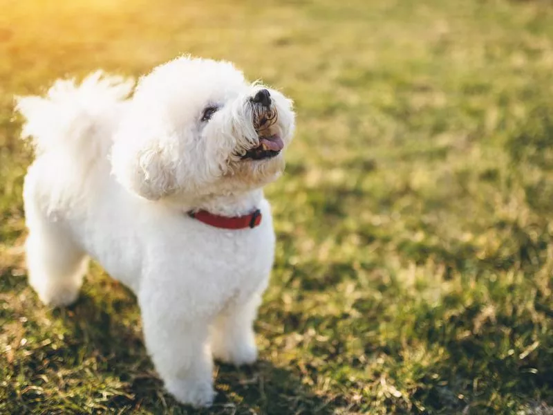 bichon frise