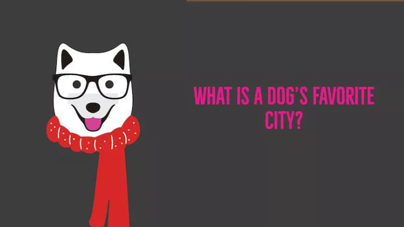 What is a dog’s favorite city?