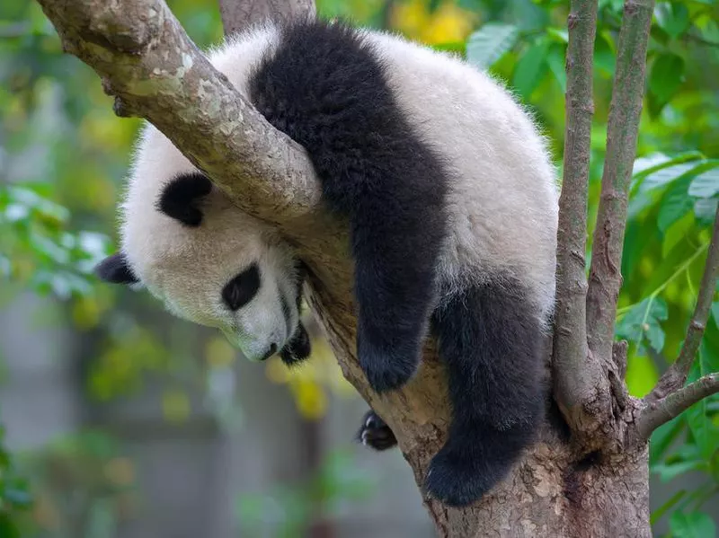 Panda climbing a tree