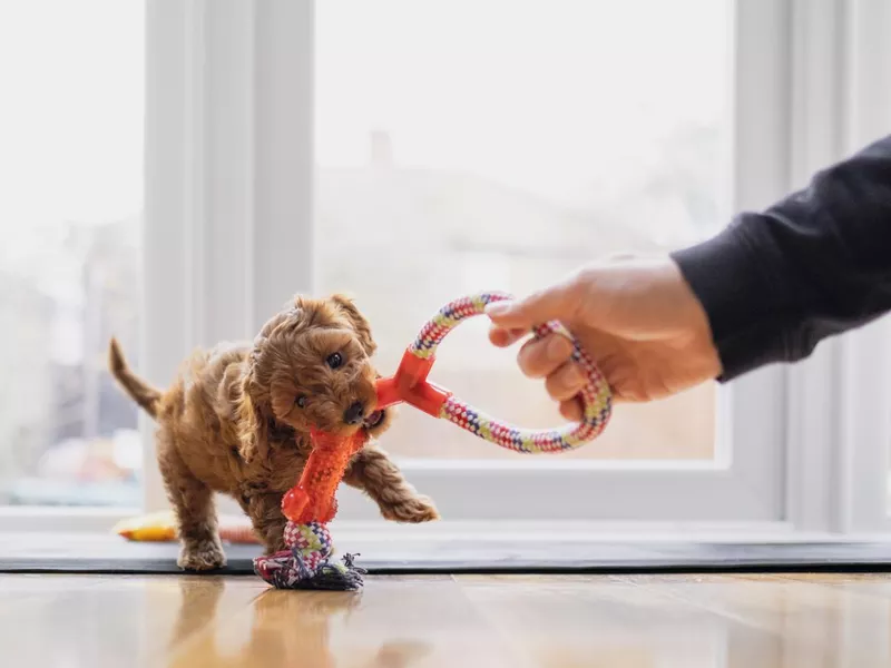 Puppy Playing Tug