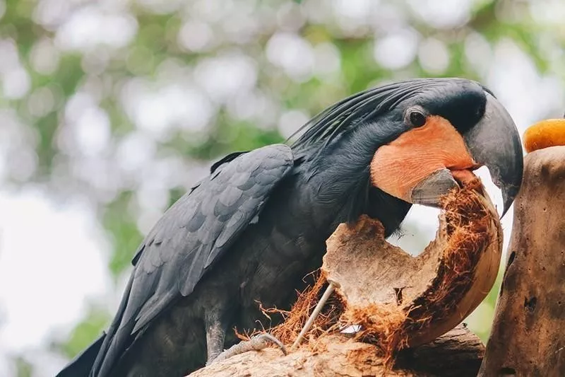 Palm Cockatoo