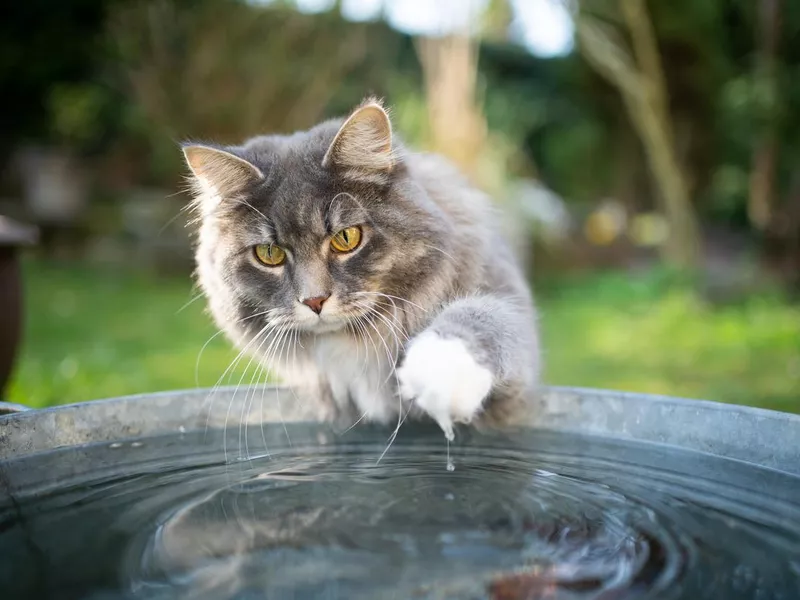 Maine Coon