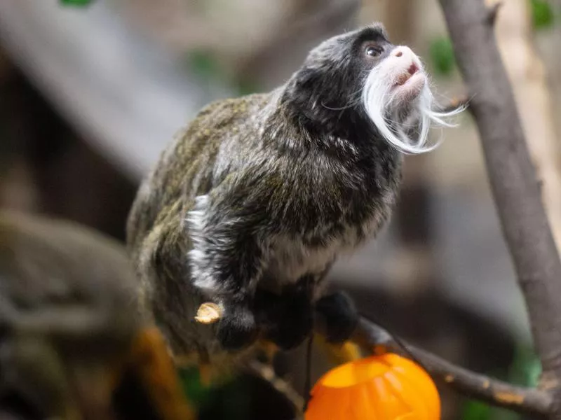 Small monkey in zoo