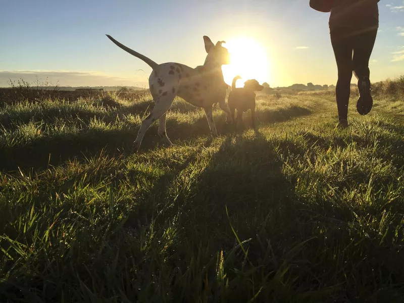 Morning jog with the dogs