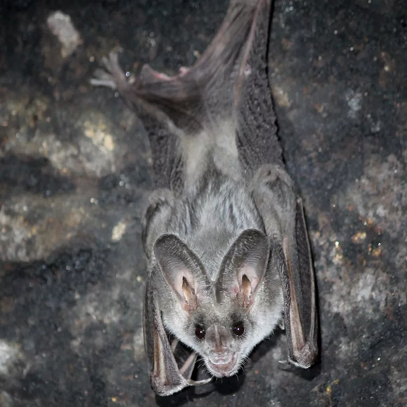 False Vampire Bats