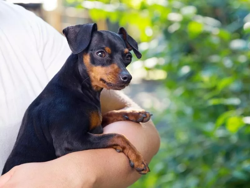 Miniature Pinscher