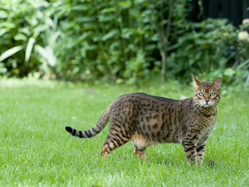 Bengal