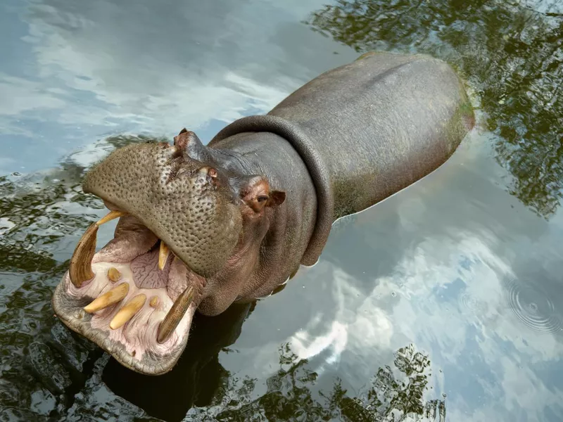 Hippopotamus mouth