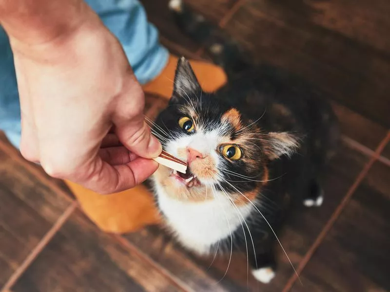 Cat enjoying treats