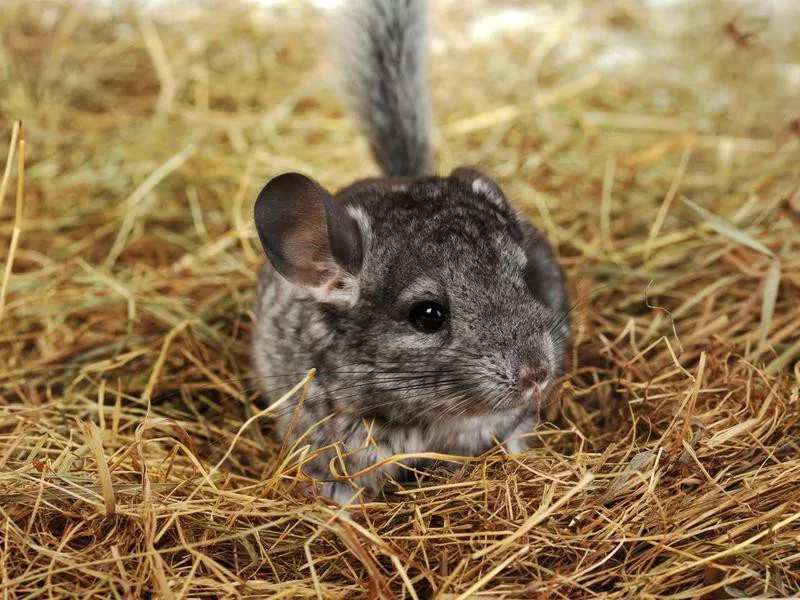 chinchilla