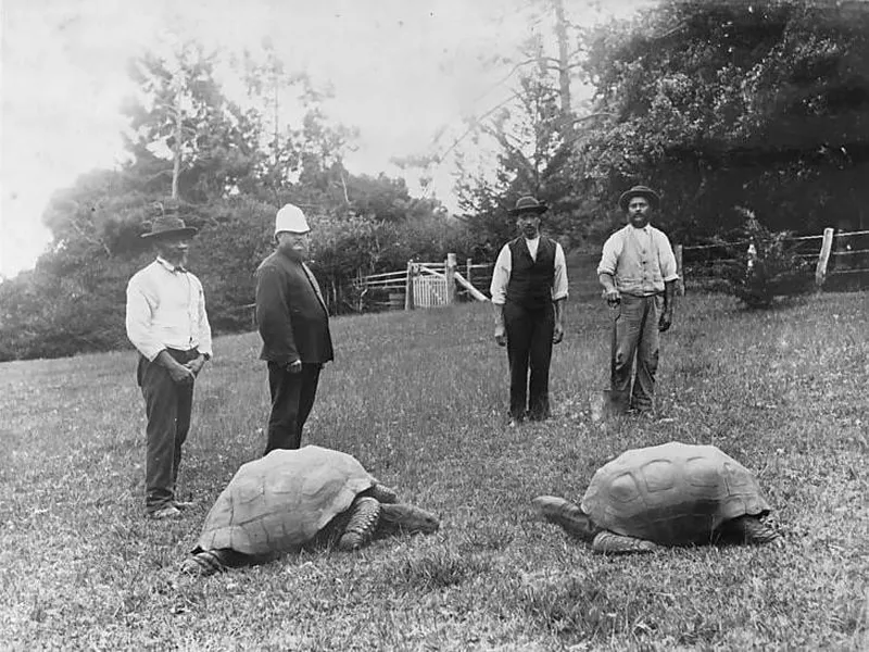 oldest living land animal