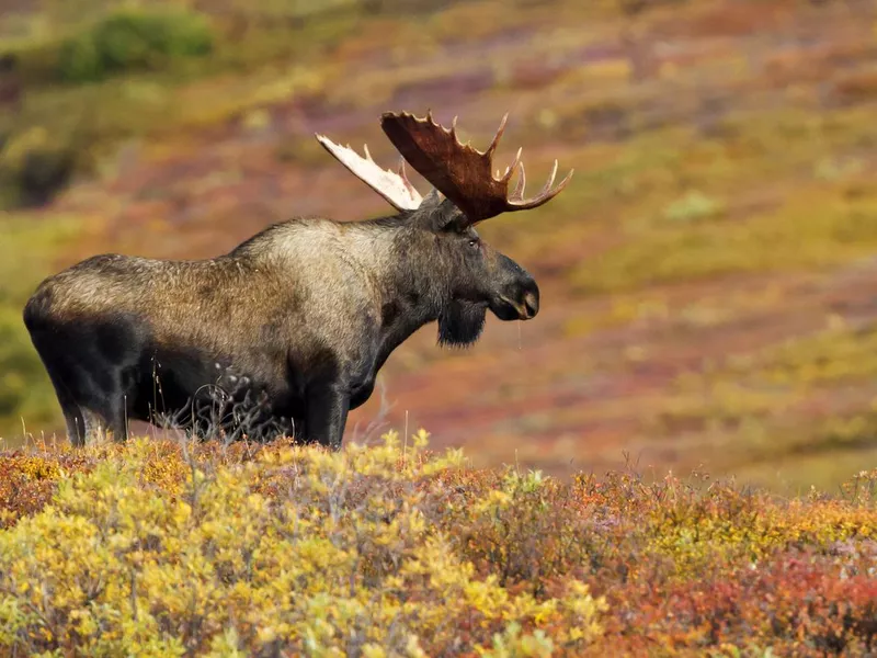 Bull moose