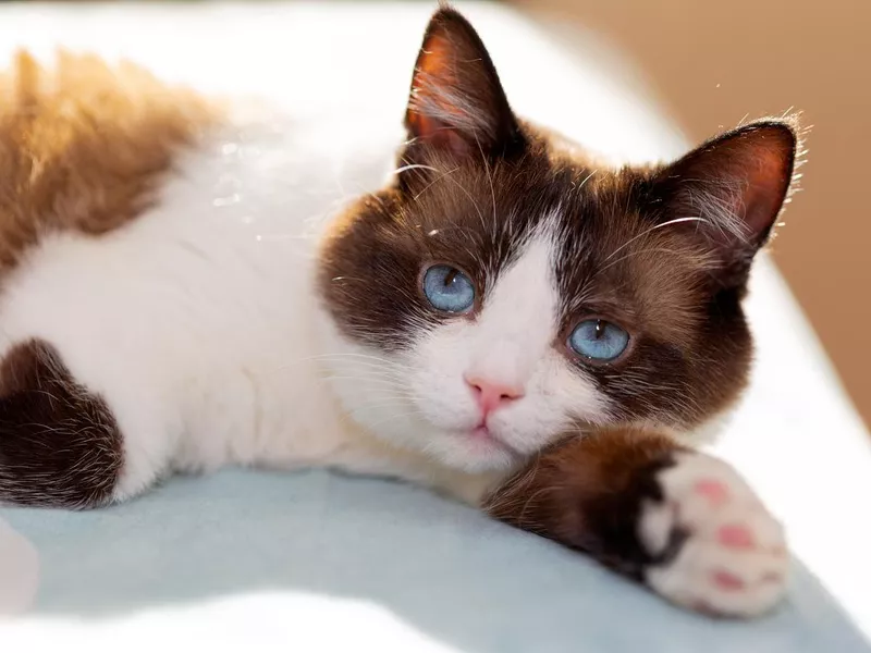 snowshoe cat portrait