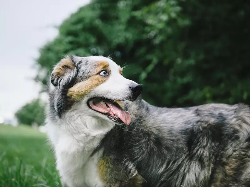 Australian shepherds