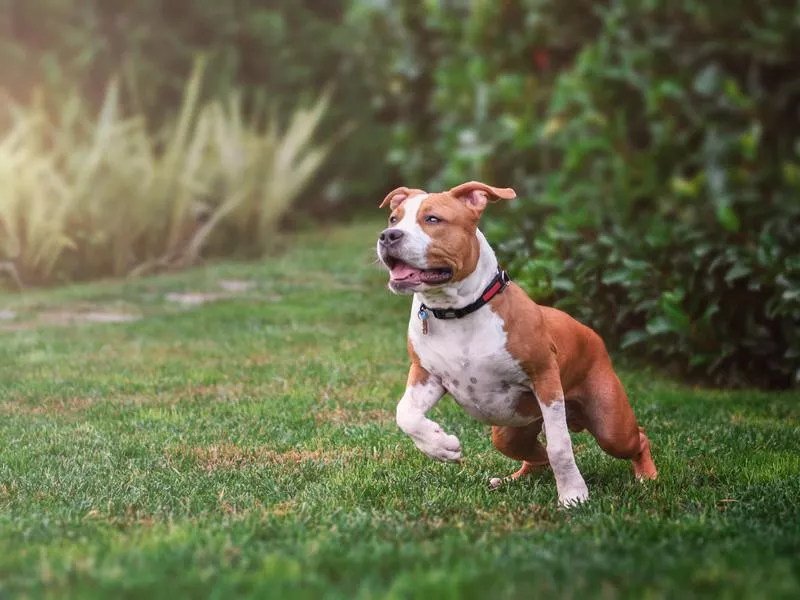 American Staffordshire Terrier