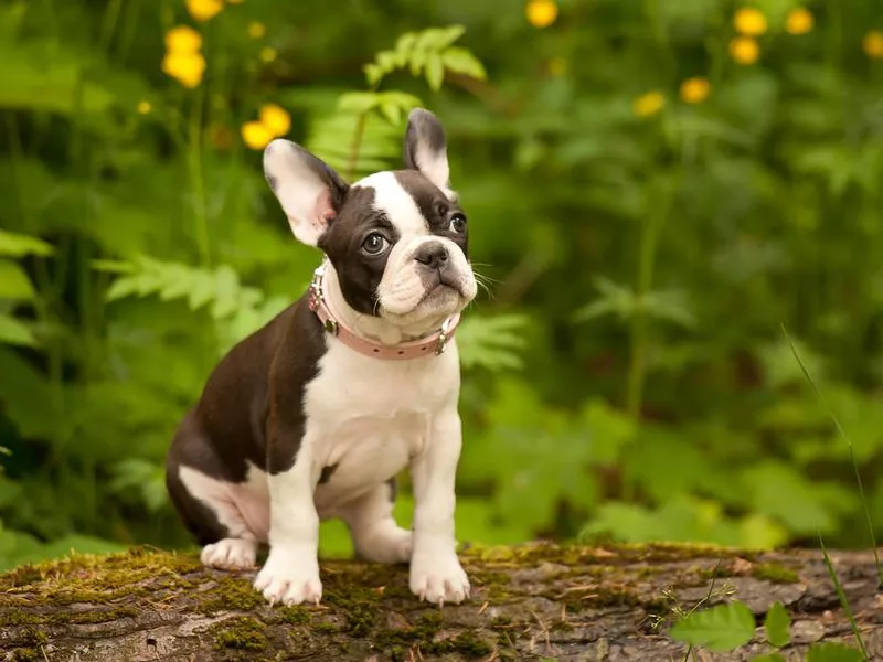 Boston Terrier