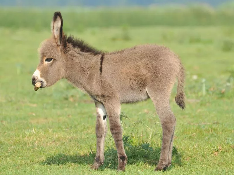 Mini Donkey