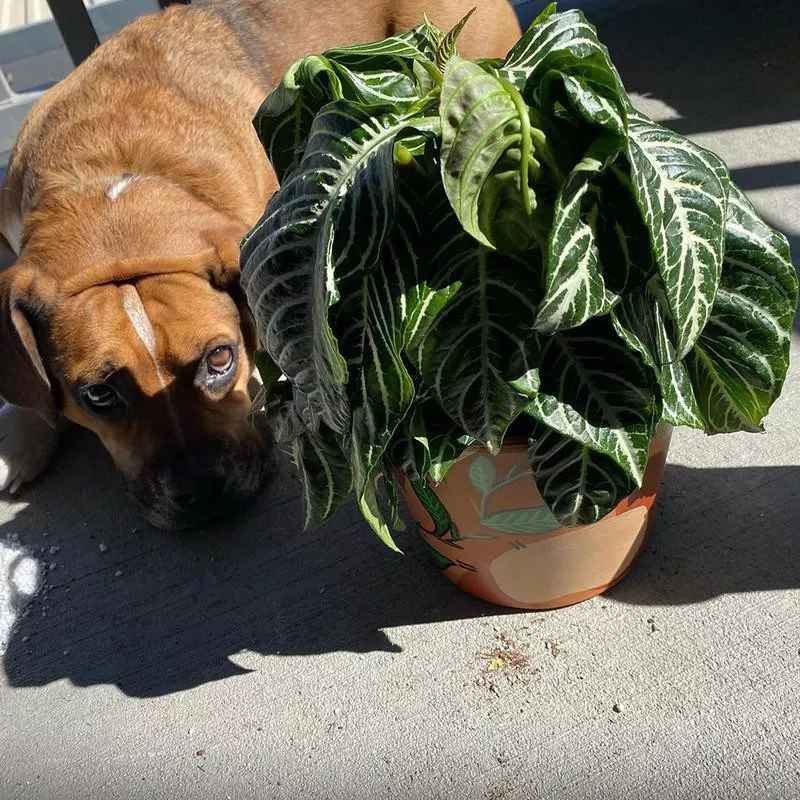 Zebra Plant