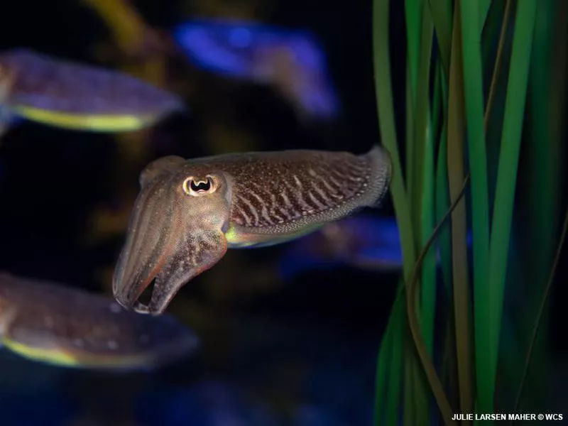 New York Aquarium