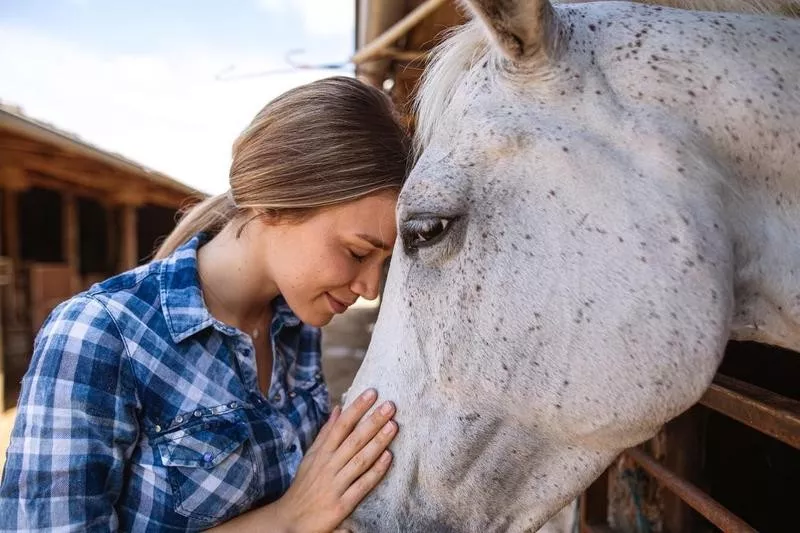 horses