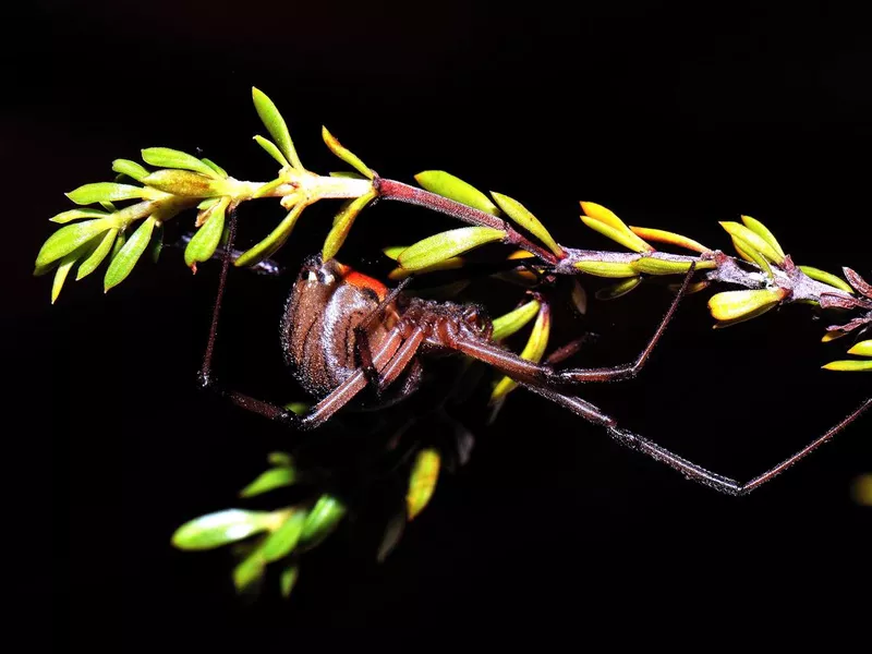 Button Spider