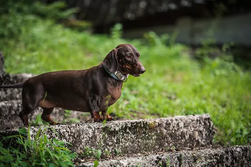 Dachshund dogs outside