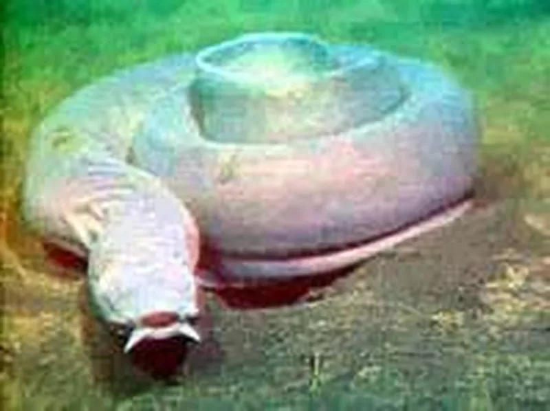 Hagfish