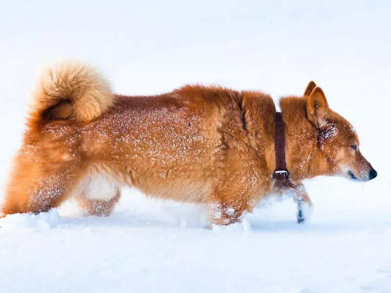 Finnish Spitz