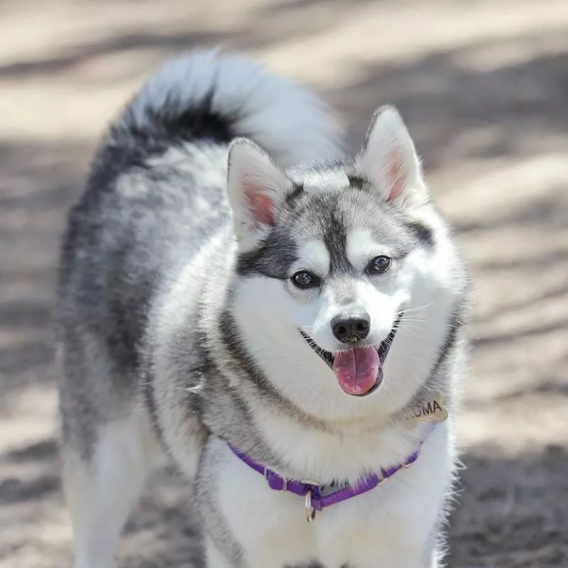 Alaskan Klee Kai