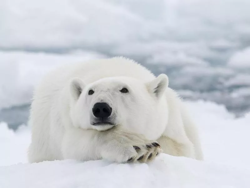 Polar bear