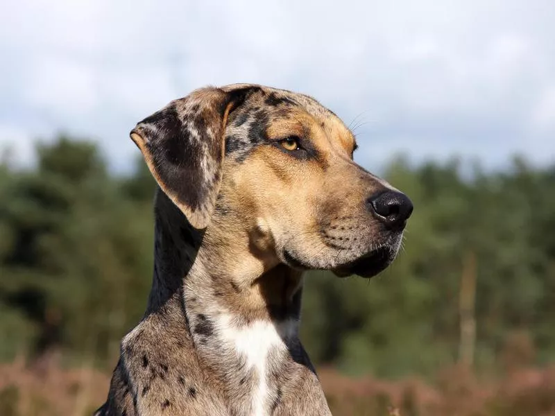 Catahoula Leopard Dog