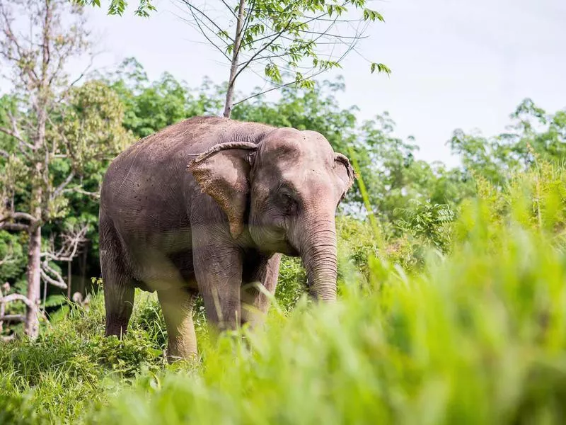 Phuket Elephant Sanctuary